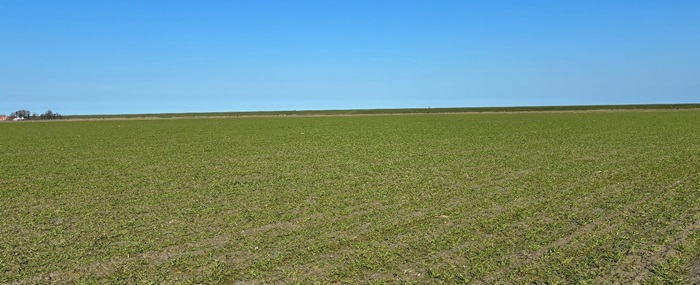 Perceel wintertarwe.jpg